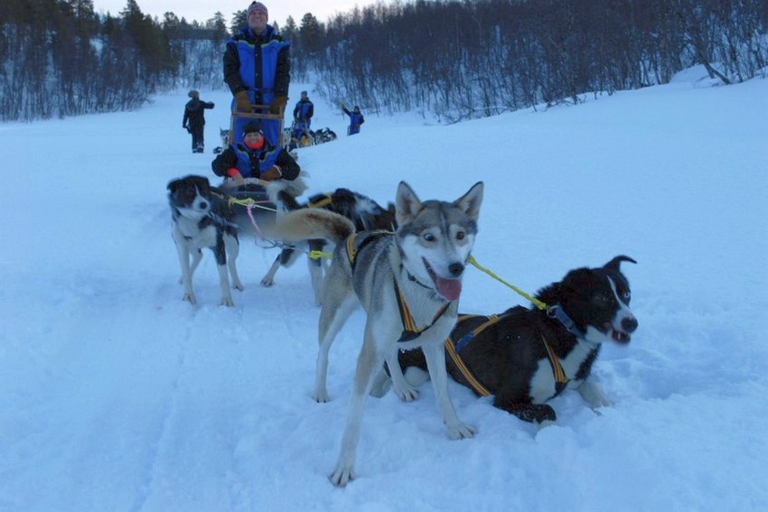 Husky psí spřežení