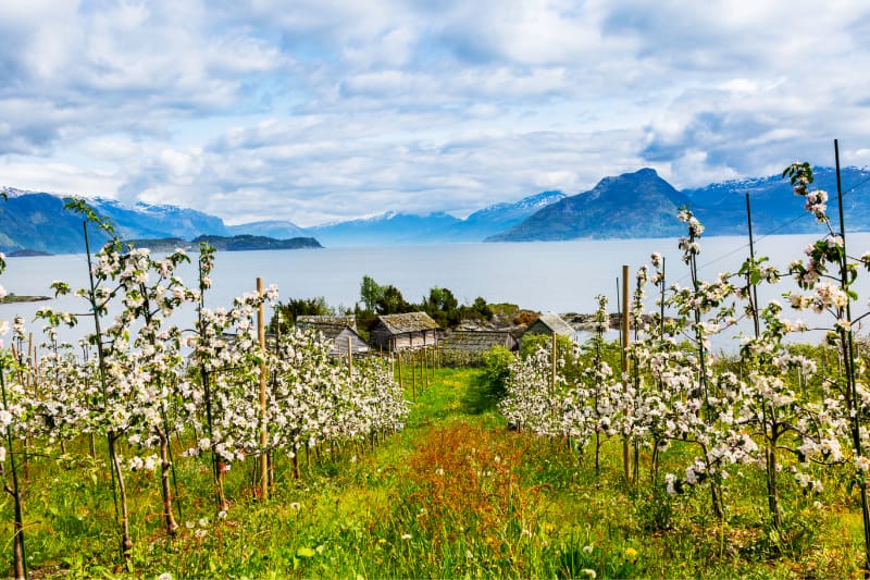 Ciderové plavby po Hardangerfjordu