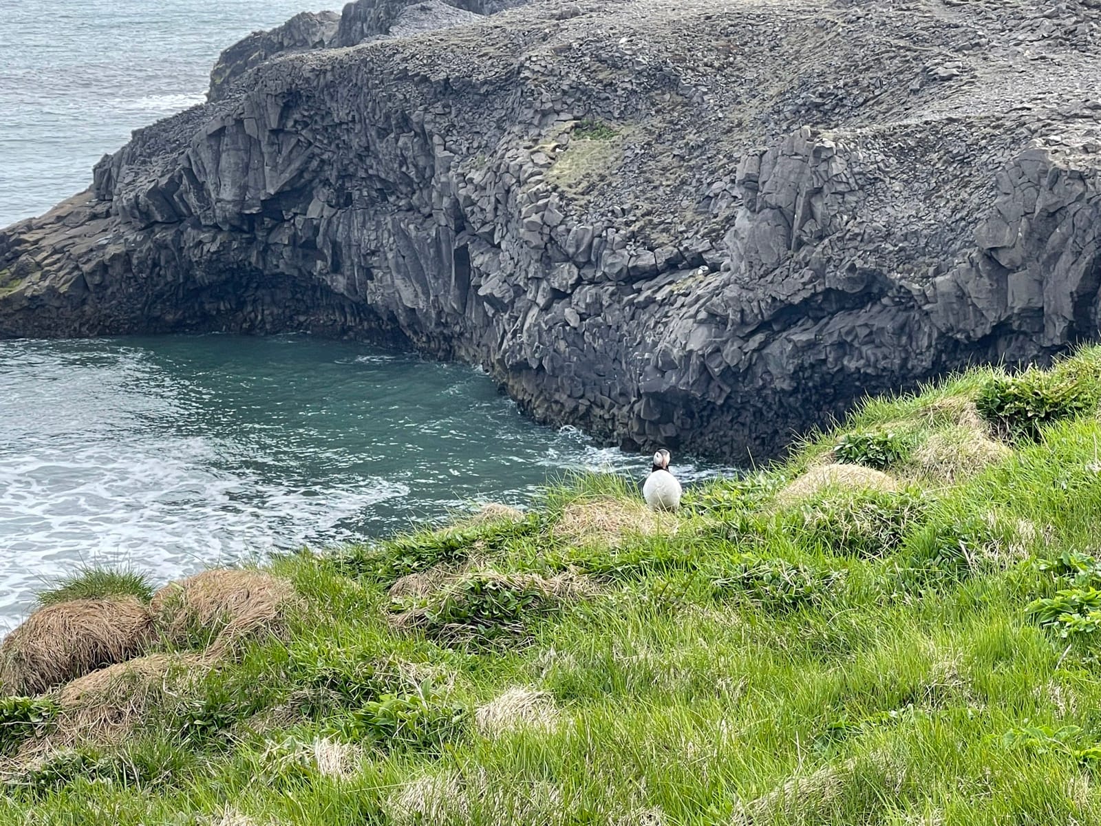 Papuchalk - barevná ikona Islandu